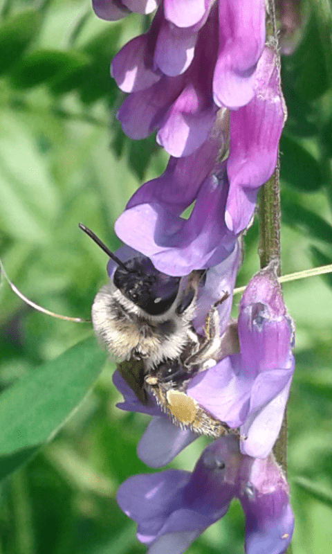 Apidae Anthophorinae?